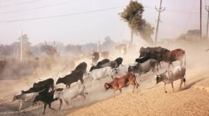 Is Awadh’s Bull The “Coco” Of The Western UP? – The Second Angle