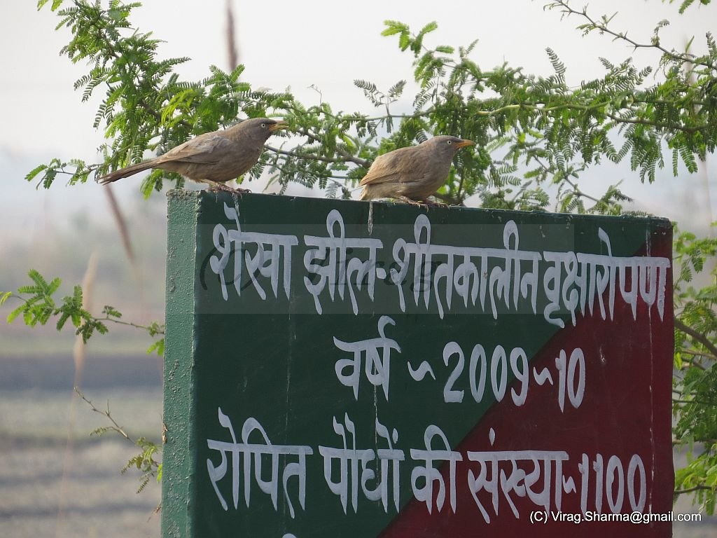 Aligarh City Guide: Culture, Tradition, Food and Places to Visit Shekha Jheel Bird Sanctuary, Aligarh